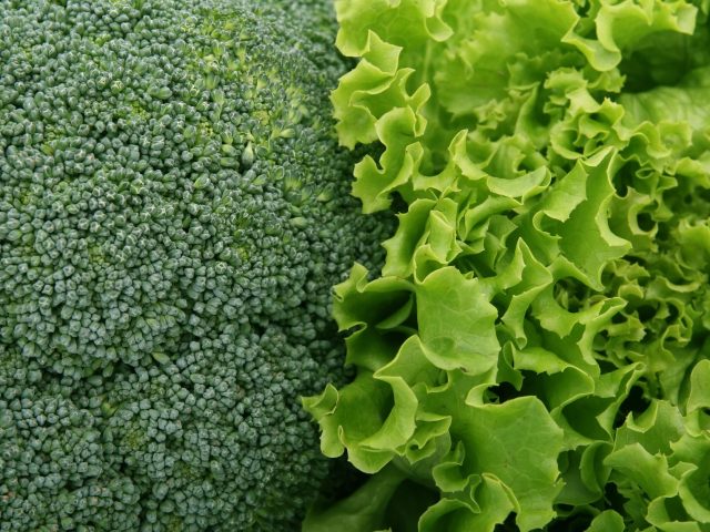 Les Légumes Verts à Intégrer en Septembre pour une Meilleure Santé